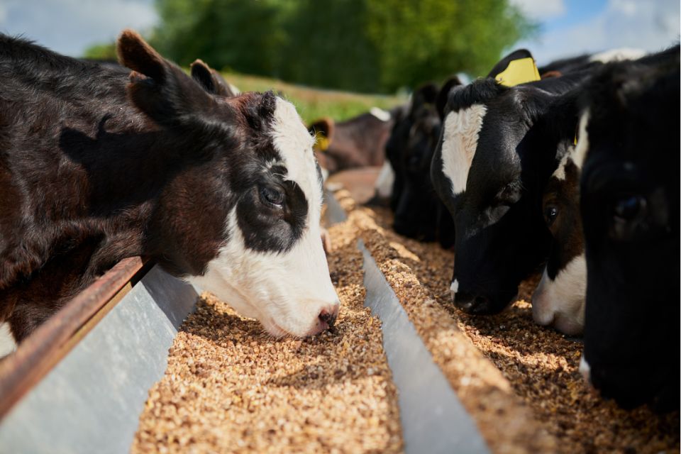 intermediação de subprodutos agropecuários